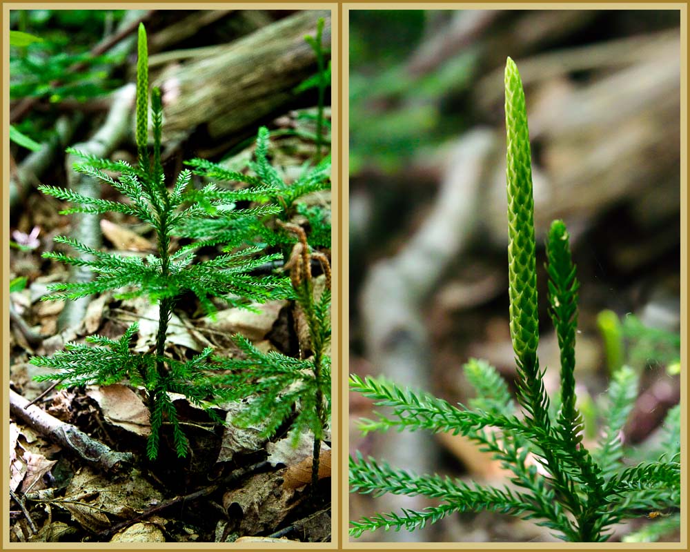 Ground pine and closeup of its strobilus