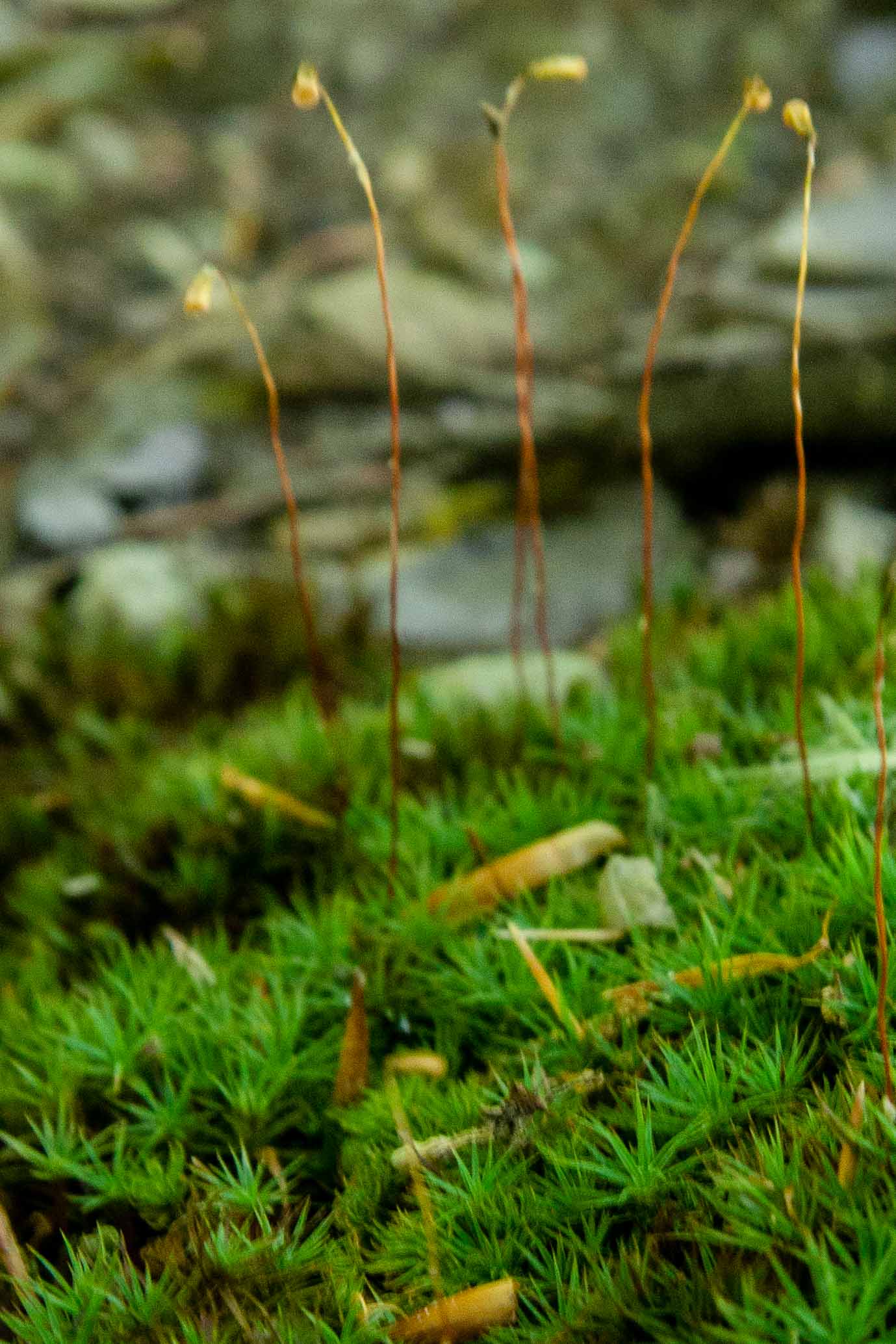 Hair Cap Moss with spore capsules