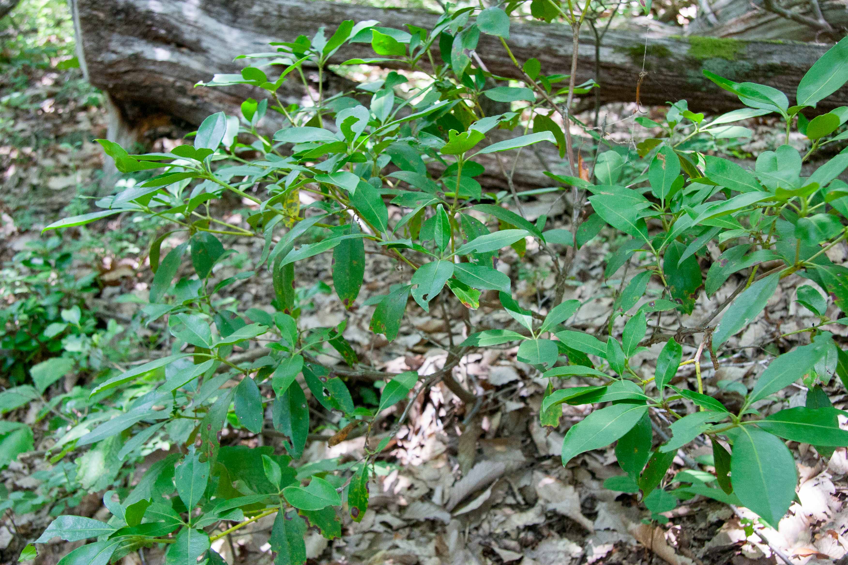 Mountain Laurel