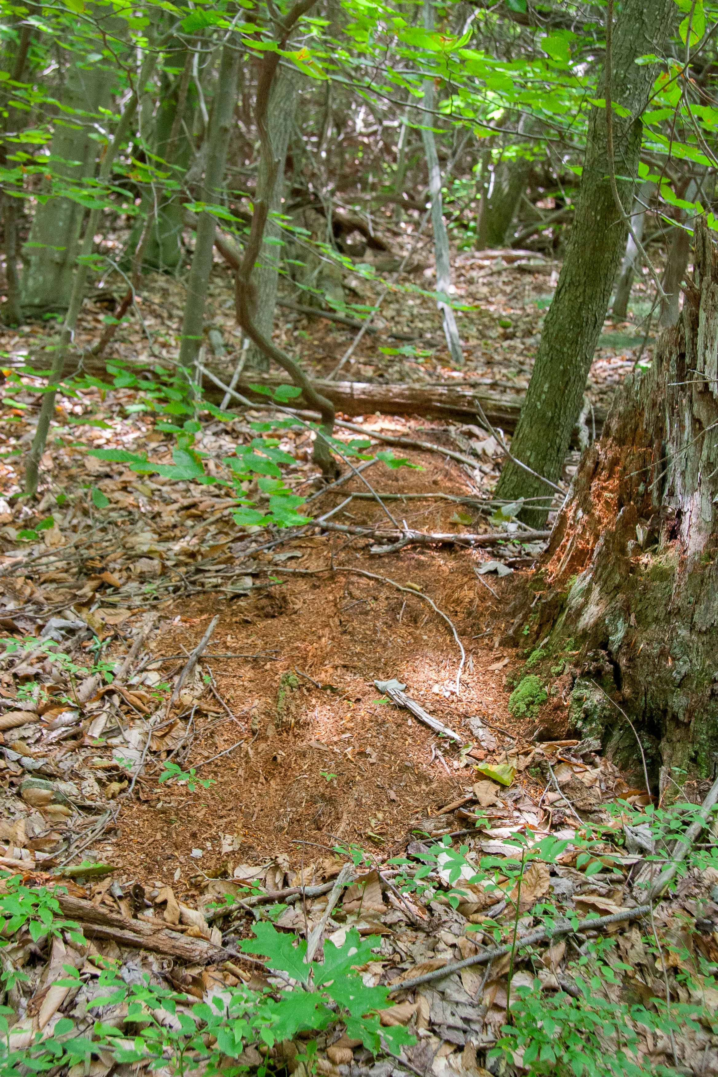 Decomposed log