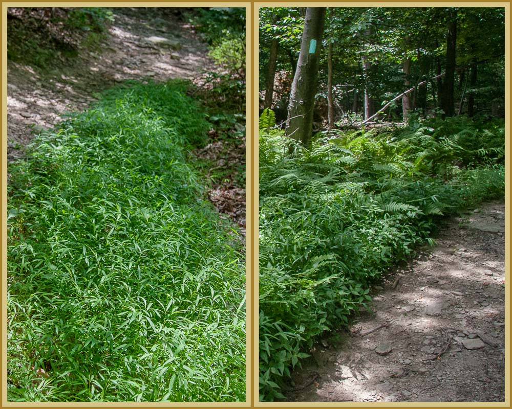 Two pictures:  stiltgrass versus ferns