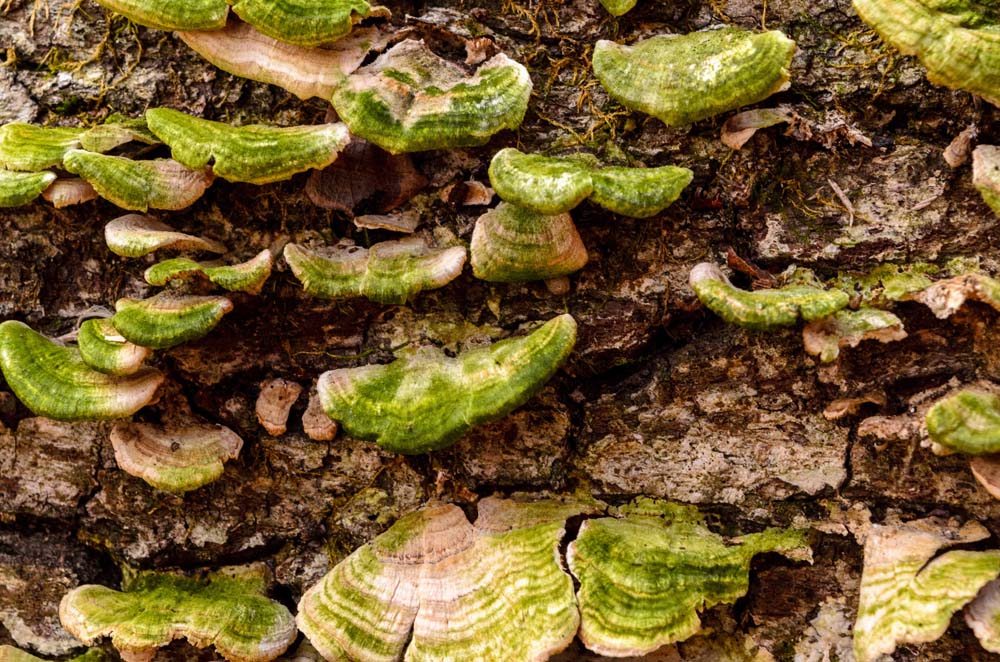 A shelf fungus grows on a log next to the trail, and tinged with green from algae