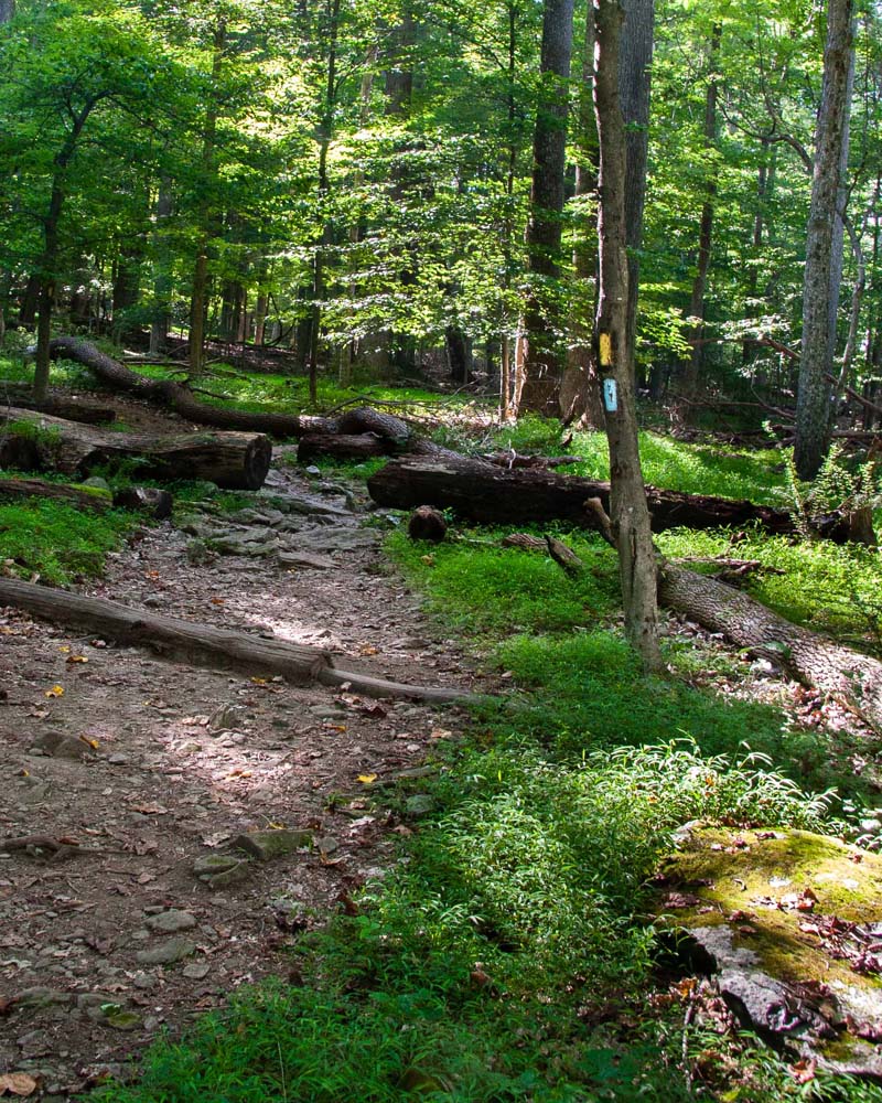 Catoctin Trail has joined with the yellow blazed trail for a short distance