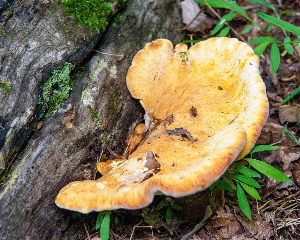 Catoctin Trail-Mushrooms on the Trail