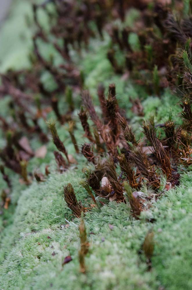 Moss growing by the side of the trail.