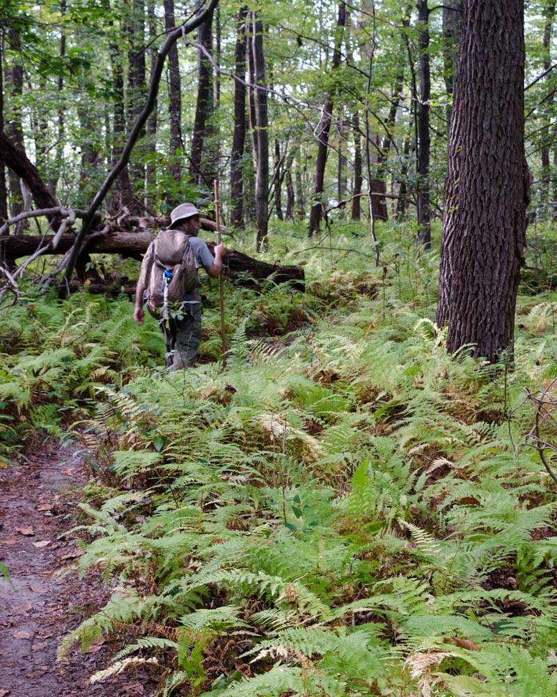 My friend Howard walking on a flat section of trail among the ferns