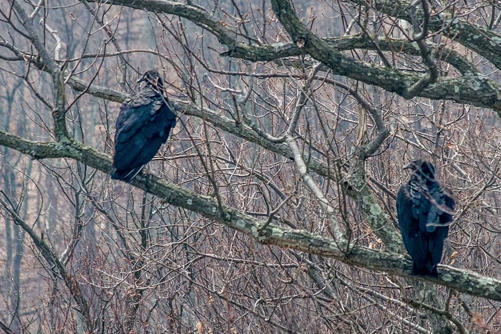Black Vultures sitting on a tree branch thinking about lunch
