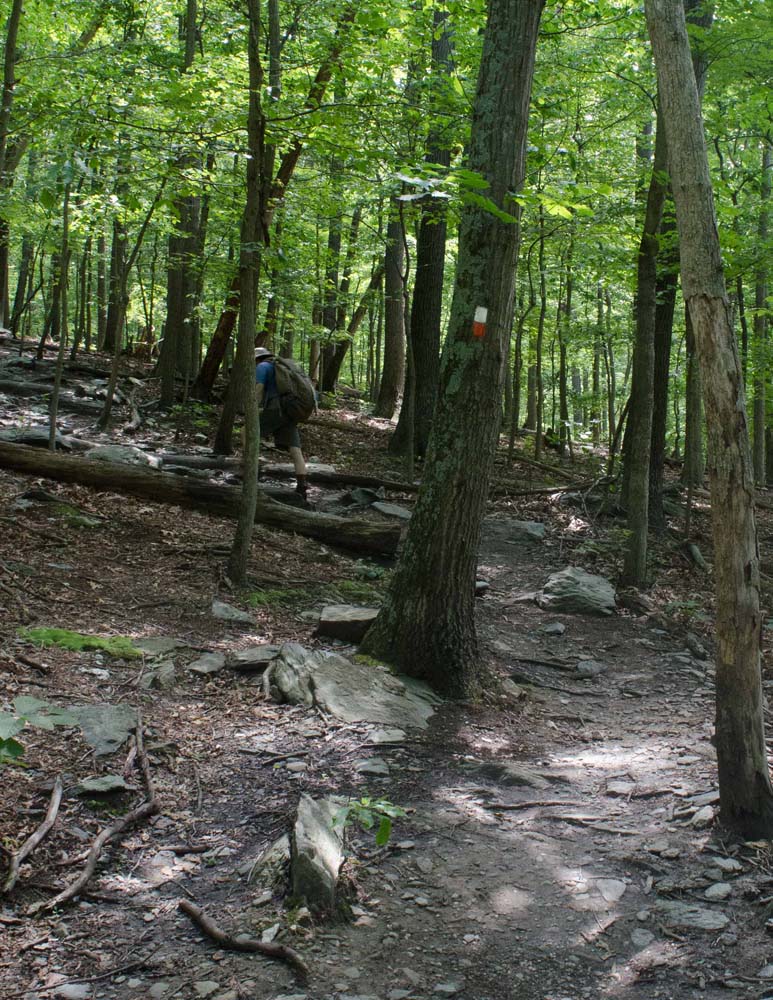 Orange Trail going east with red and white blazes