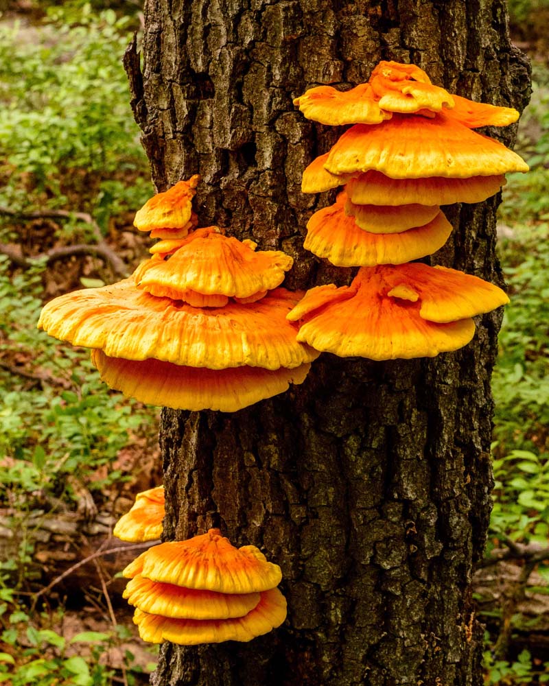Chicken of the Woods edible shelf fungi growing on a tree