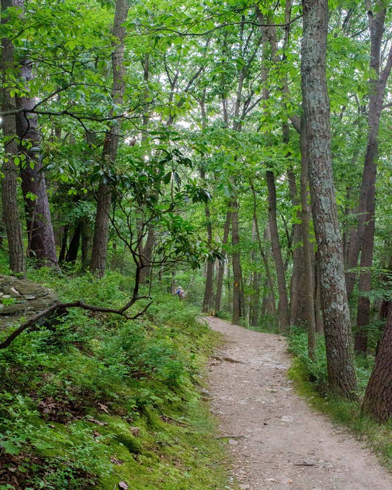 Orange-Yellow Trail in summer