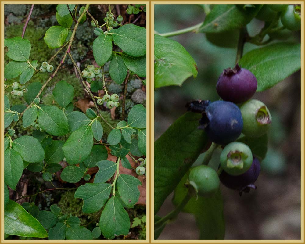 Two pictures -- left is picture of green blue berries, and right is picture of more ripe blue berries