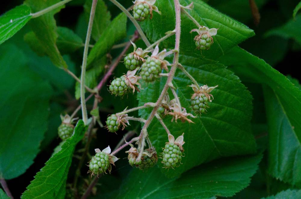 Unripe mulberries