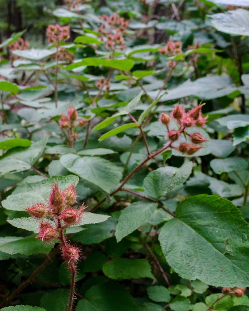 Unripe wineberries in protective covers