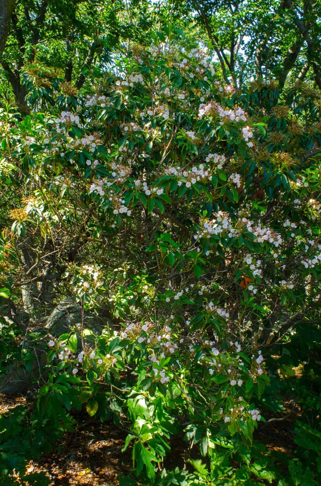 Mountain Laurel with flowers