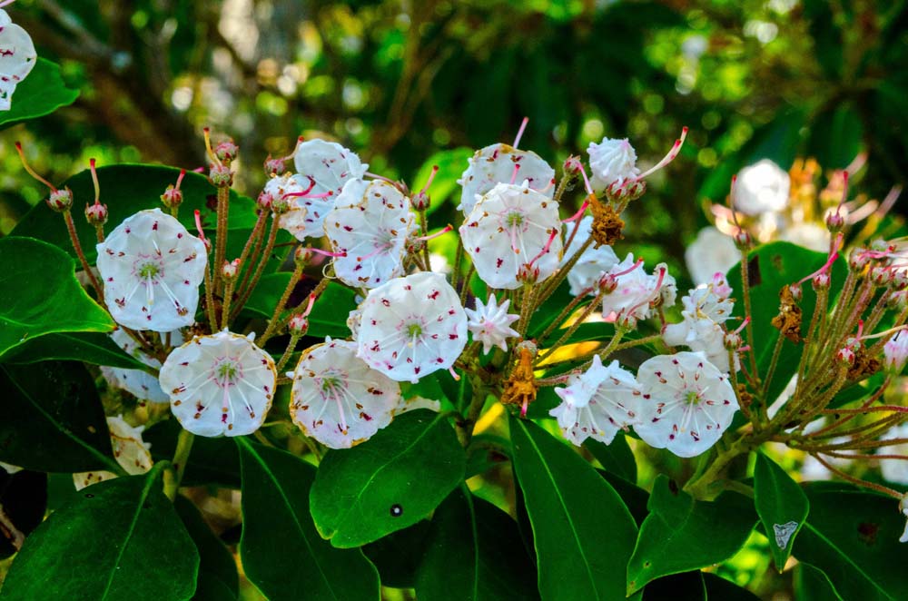 Closeup of Mountain Laurel flowers