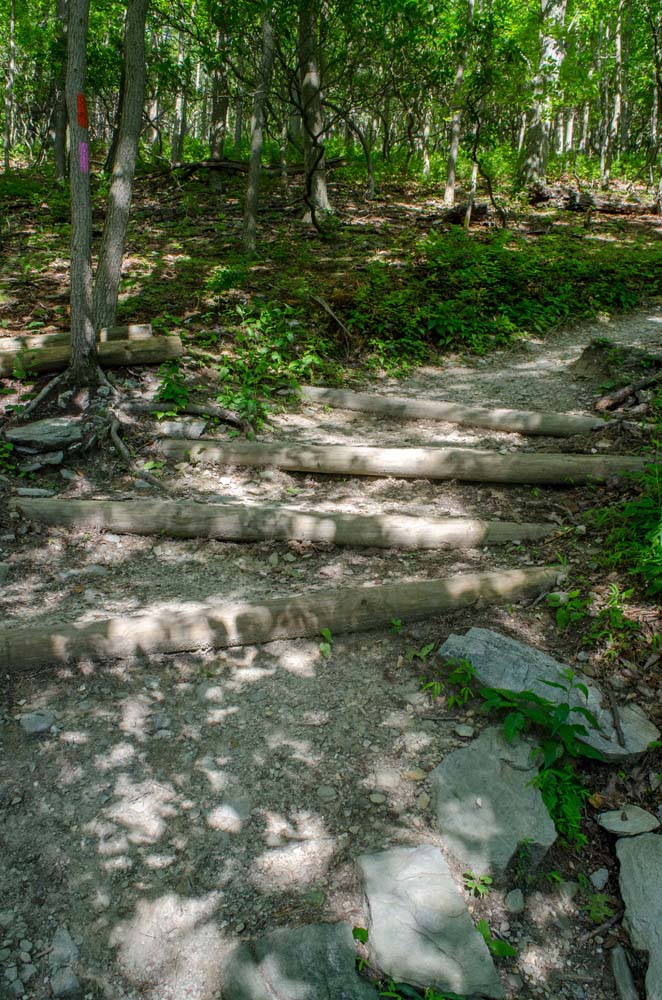 Sudden turn in the Pink/Orange trail stabilized with timbers to prevent erosion